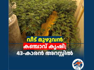വീട് മുഴുവൻ കഞ്ചാവ് കൃഷി; 43-കാരൻ അറസ്റ്റിൽ