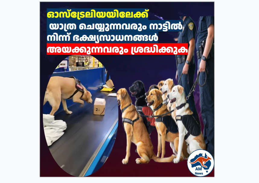 ഓസ്‌ട്രേലിയയുടെ അതിർത്തി കാക്കാൻ പുതിയ ഡിറ്റക്ടർ ഡോഗ് സംഘം; ബയോസെക്യൂരിറ്റി കൂടുതൽ ശക്തമാക്കുന്നു