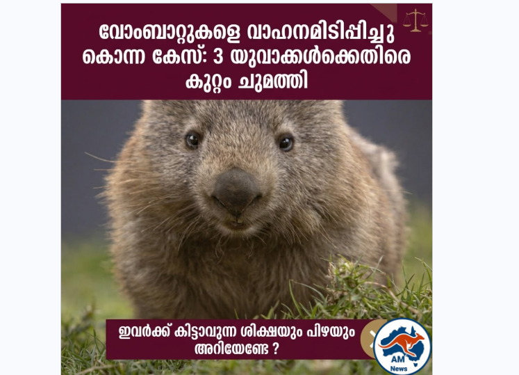 വോംബാറ്റുകളെ കൊന്ന കേസ്: യുവാക്കൾക്ക് വൻ തുക പിഴയും ശിക്ഷയും ലഭിച്ചേക്കാം
