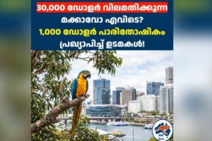 30,000 ഡോളർ വിലമതിക്കുന്ന കാണാതായ മക്കാവോ  തത്ത എവിടെ? 1,000 ഡോളർ പാരിതോഷികം പ്രഖ്യാപിച്ച് ഉടമകൾ!