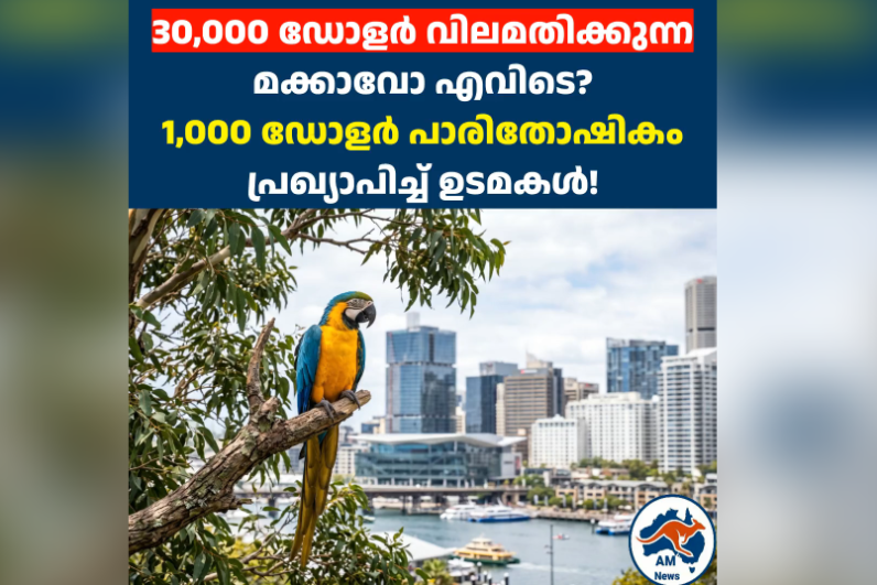 30,000 ഡോളർ വിലമതിക്കുന്ന കാണാതായ മക്കാവോ  തത്ത എവിടെ? 1,000 ഡോളർ പാരിതോഷികം പ്രഖ്യാപിച്ച് ഉടമകൾ!